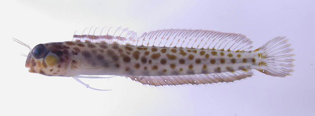 Laiphognathus longispinis Murase, 2007